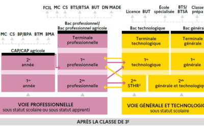 Le schéma de l’orientation après la classe de 3ème